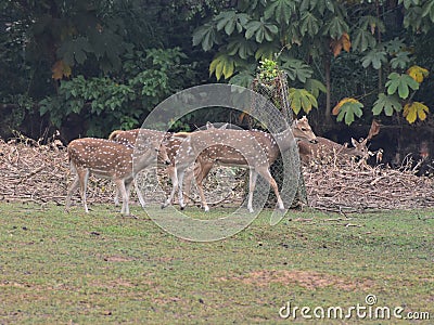 This is an image group of spotted deer or axisaxis. Stock Photo