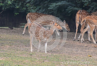 This is an image group of spotted deer in india. Stock Photo