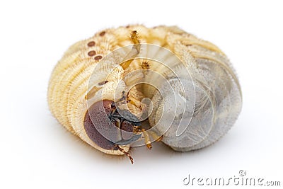Image of grub worms, Coconut rhinoceros beetle. Stock Photo