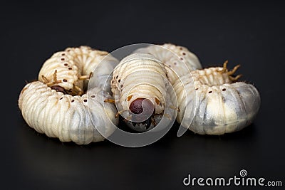 Image of grub worms, Coconut rhinoceros beetle. Stock Photo