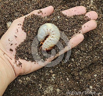 Image of grub worms Stock Photo