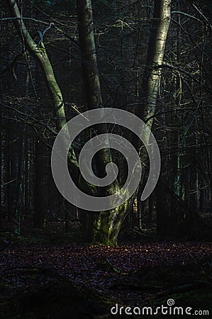 Hand of a giant - tree on the Hondrug, Borger, The Netherlands Stock Photo