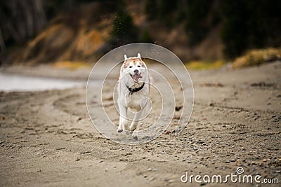 Image of happy and funny Beige and white Siberian Husky dog running on the beach at seaside in autumn Stock Photo