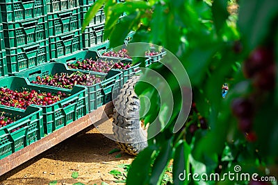 Image of a harvest of cherries in crates Stock Photo