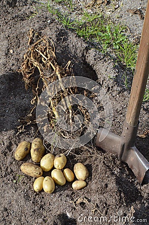 Harwest potatoes at their summer cottage Stock Photo