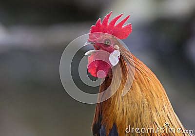 Image of a head cock. Stock Photo