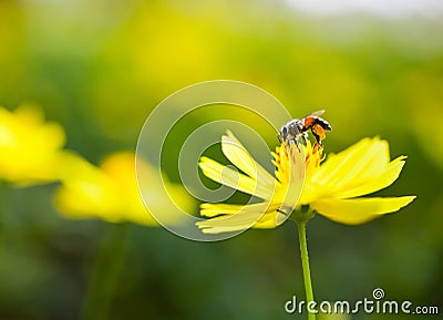 Image of Honey bee Stock Photo