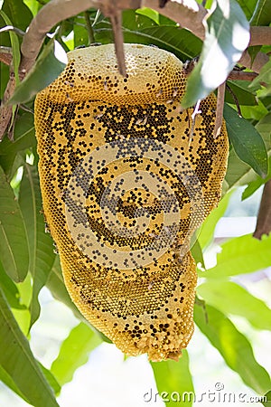 Image of honey and honeycomb. Stock Photo