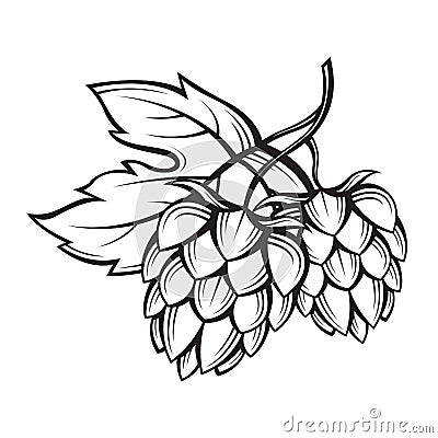 Image of hops Vector Illustration