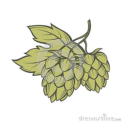 Image of hops Vector Illustration