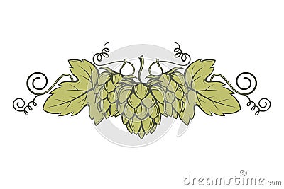 Image of hops Vector Illustration