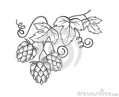 Image of hops Vector Illustration