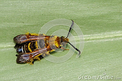 Image of a Hornet moth Sesia apiformis female on green leaves. Stock Photo