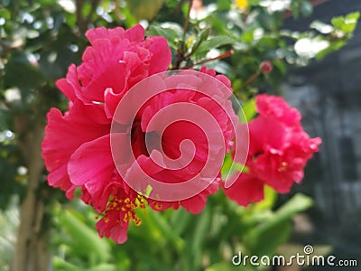 Image of hybrids hibiscus rosa-sinenis flower Stock Photo