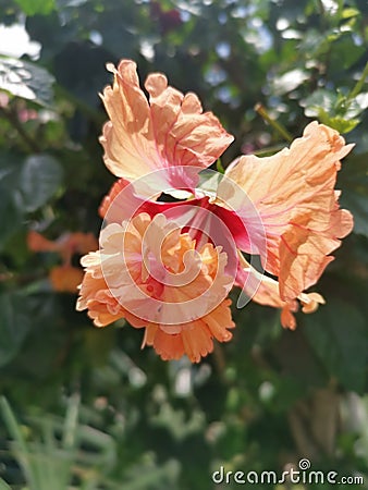 Image of hybrids hibiscus rosa-sinenis flower Stock Photo