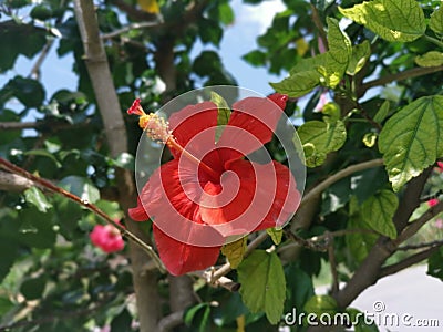 Image of hybrids hibiscus rosa-sinenis flower Stock Photo