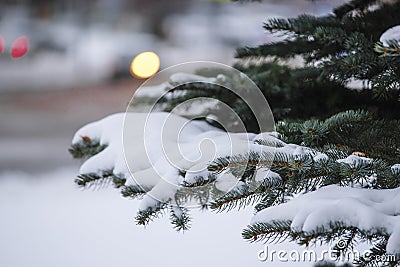 Image of a winter pinetree Stock Photo