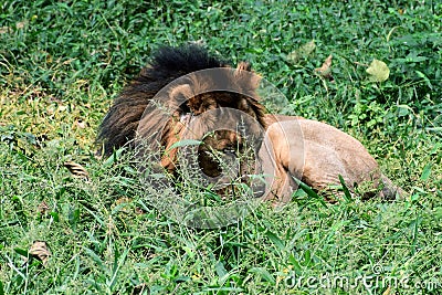 This is an image of Indian lion rested on the grass field. Stock Photo