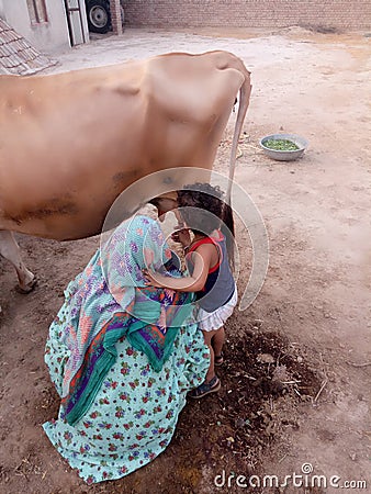 In this image a indian punjabi village women milking a ðŸ®. Editorial Stock Photo