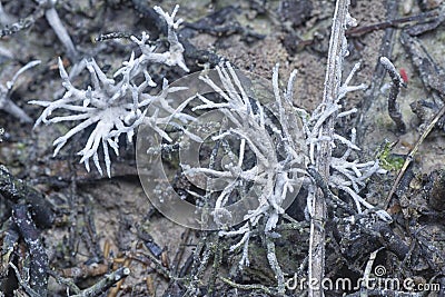 Inedible wild white Mycorrhizal fungi sprouting from the ground Stock Photo