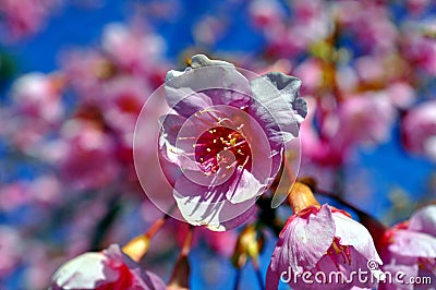 Japanese Cheery Blossoms Stock Photo