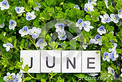 Image June,wooden alphabet June on green grass background with copy space for your text. Concept be used for calendar, month and Stock Photo