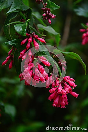 Jungle flower of sri lanka Stock Photo