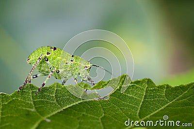 Image of Katydid Nymph Grasshoppers & x28;Tettigoniidae& x29; Stock Photo