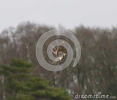 Kestrel hovering in the air Stock Photo