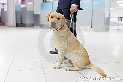 Image of a Labrador dog looking at camera, for detecting drugs at the airport standing near the customs guard Stock Photo