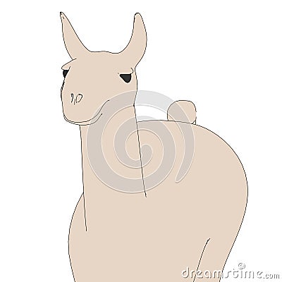 Image of lama animal Stock Photo