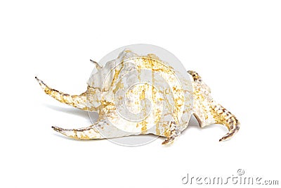 Image of Lambis chiragra, Harpago chiragra on a white background. Undersea Animals. Sea shells Stock Photo