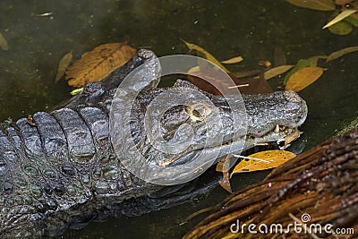 The image of a large crocodile Stock Photo