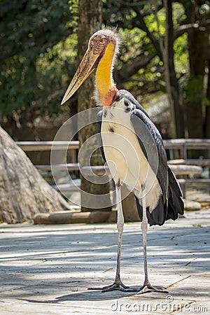 Image of a Lesser adjutant stork. Stock Photo