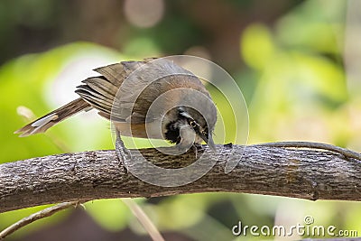 Image of Lesser Necklaced Laughingthrush Garrulax monileger on the tree branch on nature background. Bird. Animals Stock Photo