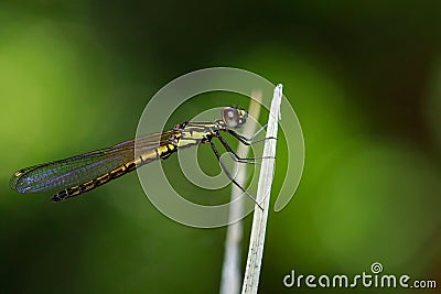 Image of Libellago lineata lineata dragonfly. Stock Photo