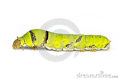 Image of lime butterfly caterpillar isolated on white background. Insect. Animal. Green worm Stock Photo