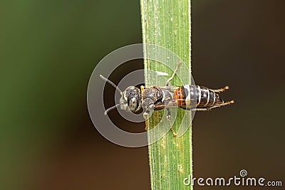 Image of little bee or dwarf beeApis florea on the green leaf on a natural background. Insect. Animal Stock Photo