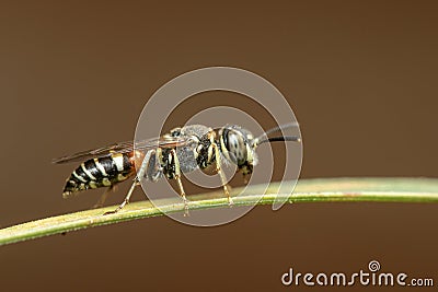 Image of little bee or dwarf beeApis florea on the green leaf on a natural background. Insect. Animal Stock Photo