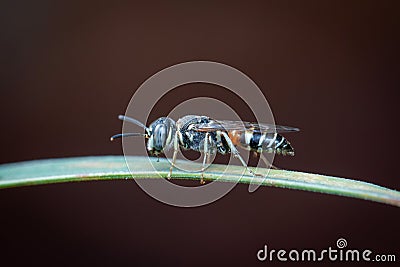 Image of little bee or dwarf beeApis florea on the green leaf on a natural background. Insect. Animal Stock Photo