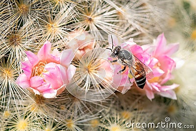 Image of little bee or dwarf beeapis florea on pink flower collects nectar. Insect. Animal Stock Photo