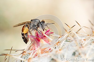 Image of little bee or dwarf beeapis florea on pink flower collects nectar. Insect. Animal Stock Photo
