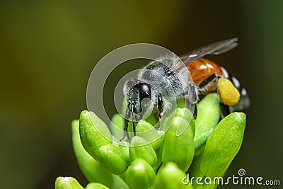 Image of little bee or dwarf beeApis florea on yellow flower collects nectar on a natural background. Insect. Animal Stock Photo