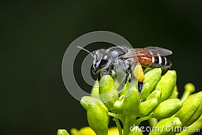 Image of little bee or dwarf beeApis florea on yellow flower collects nectar on a natural background. Insect. Animal Stock Photo