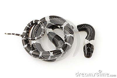 Image of little snake Lycodon laoensis on white background., Reptile,. Animals Stock Photo