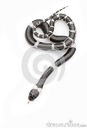 Image of little snake Lycodon laoensis on white background., Reptile,. Animals Stock Photo