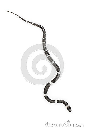 Image of little snake Lycodon laoensis on white background., Reptile,. Animals Stock Photo