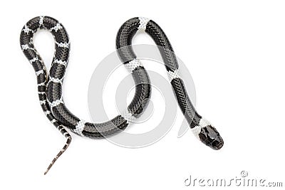 Image of little snake Lycodon laoensis on white background., Reptile,. Animals Stock Photo