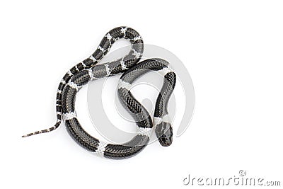 Image of little snake Lycodon laoensis on white background., Reptile,. Animals Stock Photo