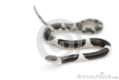 Image of little snake Lycodon laoensis on white background., Reptile,. Animals Stock Photo